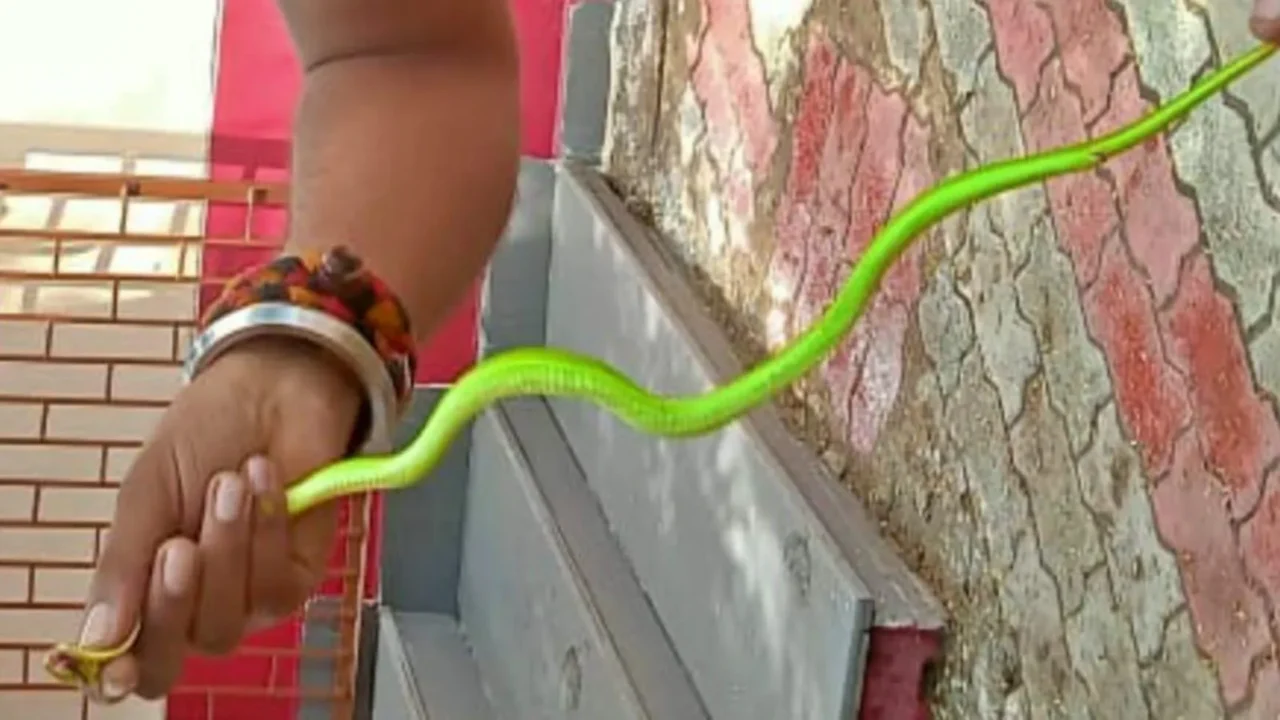 Harry Potter Snake