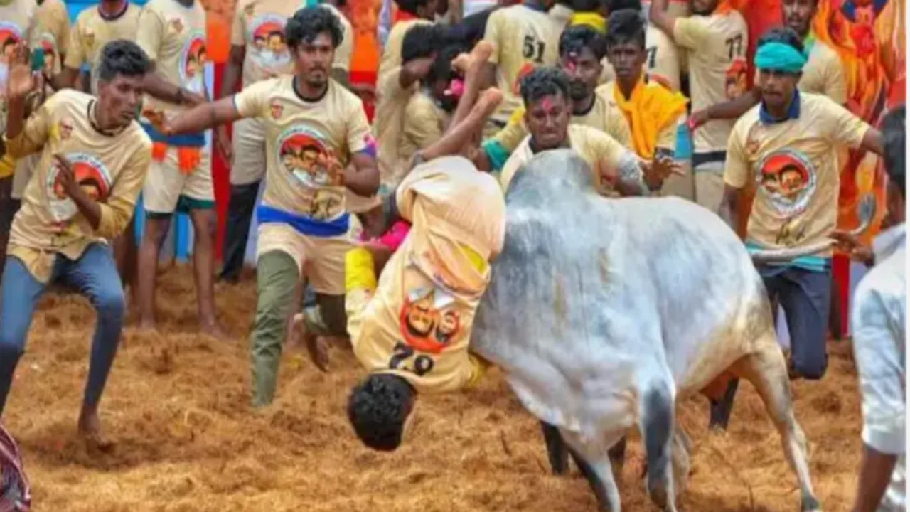 Jallikattu Festival in Tamil Nadu