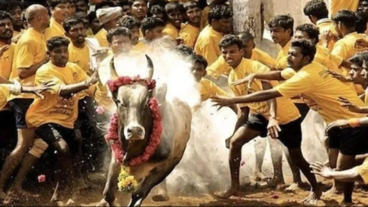 Jallikattu Festival in Tamil Nadu